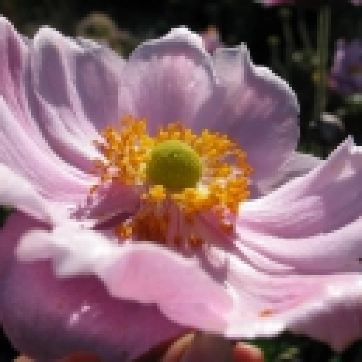 Najaars planten markt